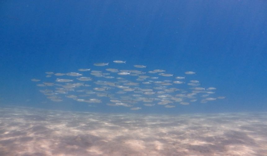 Bodrum'da gönüllü dalgıçlar deniz dibinden 168 kilogram atık çıkardı