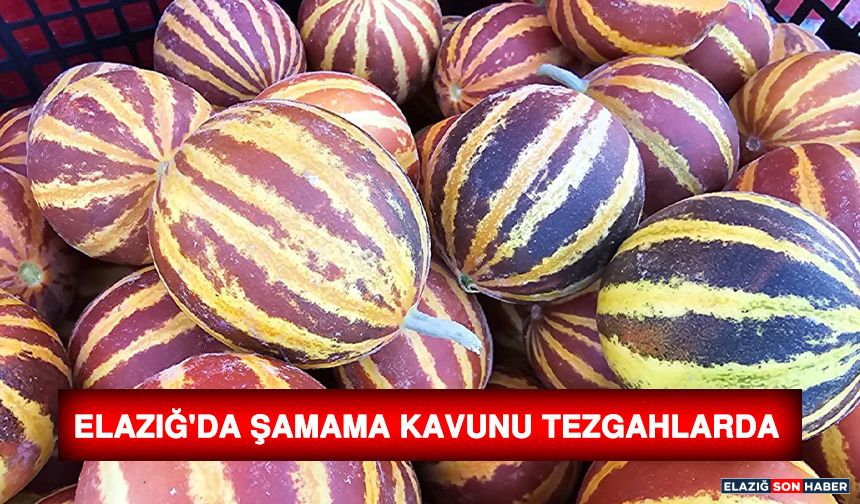 Elazığ'da Şamama Kavunu Tezgahlarda