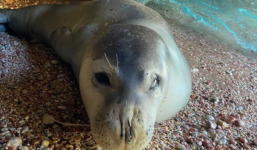 Datça'da sahilde dinlenen fok için bölgeye güvenlik şeridi çekildi