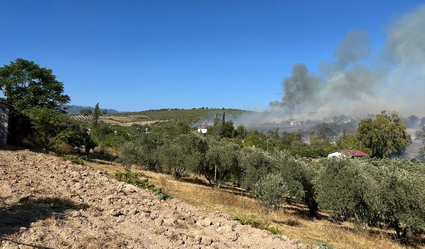 GÜNCELLEME - Osmaniye'de tarladan zeytinliğe sıçrayan yangına müdahale ediliyor