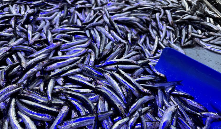 Hamsinin geleceği için 6 ülkeye ortak karar çağrısı