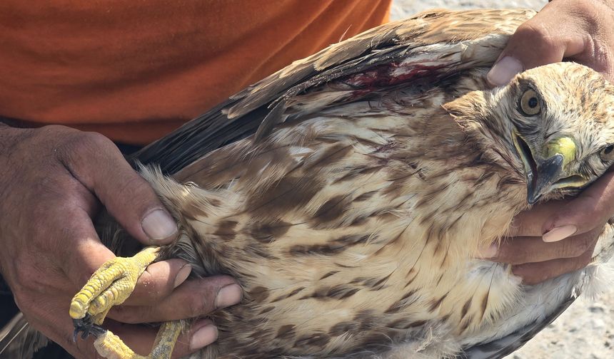Karabük'te yaralı bulunan kızıl şahin tedavi altına alındı