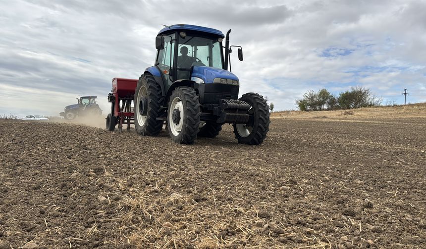 Edirne'de ayçiçeğinden istediği verimi alamayan çok sayıda üretici kanolaya yöneldi