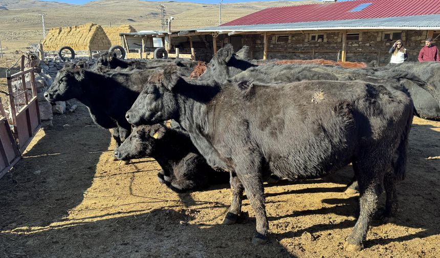 Ardahan'da devletten 90 üreticiye toplam 1350 büyükbaş hayvan desteği