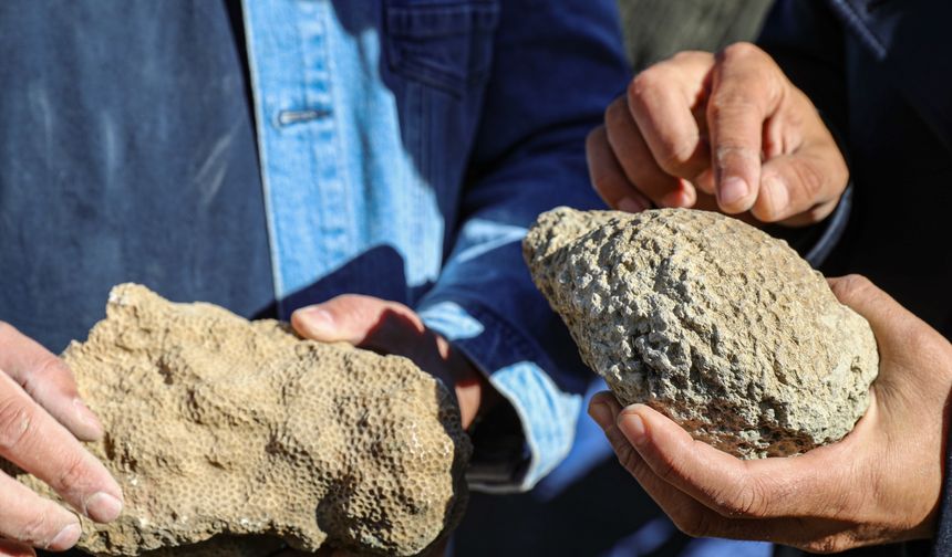Bingöl'de 50 milyon yıllık oldukları değerlendirilen deniz canlısı fosilleri bulundu