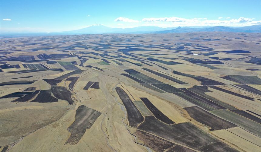 Hasadın tamamlandığı Kars Ovası'ndaki tarlalar 'halı desenini' andırıyor