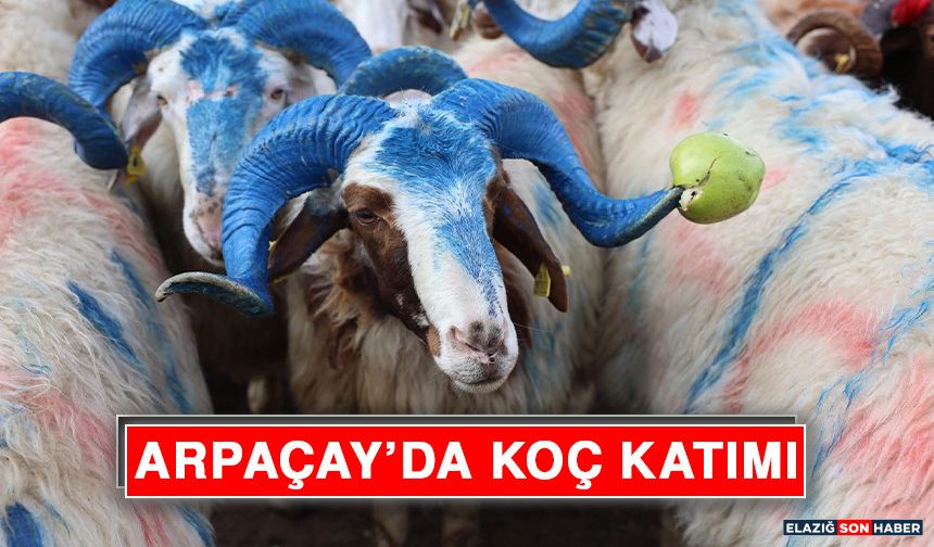 Arpaçay’da Koç Katımı