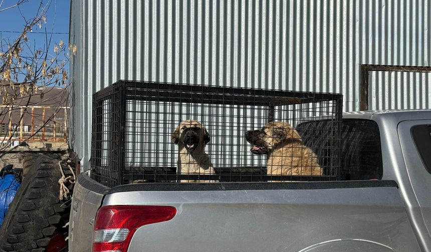 Karlıova'da sahipsiz köpekler barınağa teslim edildi