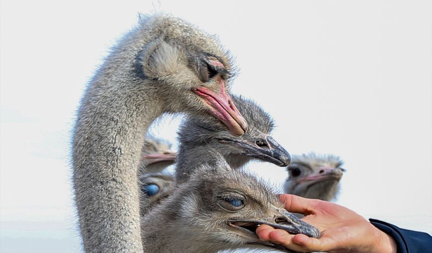 Kars'ta deve kuşu yetiştiriciliği hayalini gerçekleştiren girişimci çiftlik kuruyor