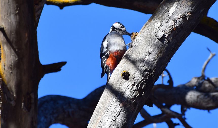 Kars'ta millet bahçesi yabani kuşlar ve sincaplarla renklendi