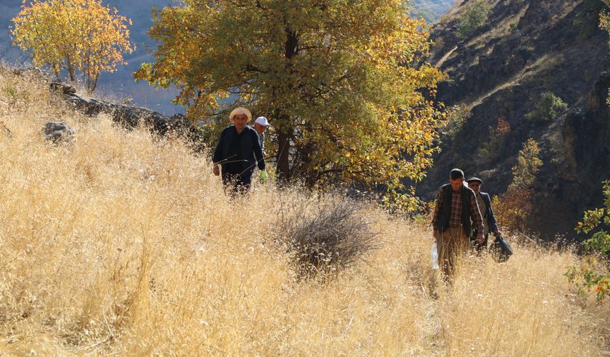 Kilometrelerce yürüyerek ulaştıkları dağlık alanda kaya balı hasadı yaptılar