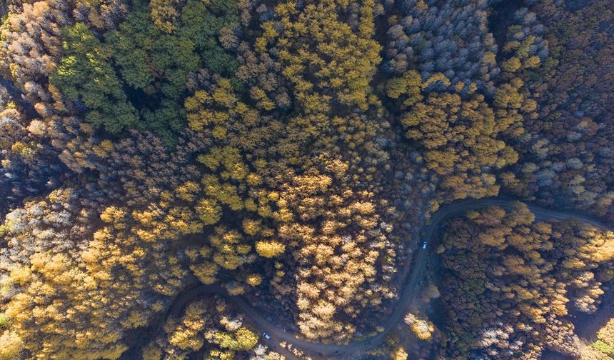 Tunceli'nin Salördek ormanları sonbaharda doğayla buluşmak isteyenleri ağırlıyor