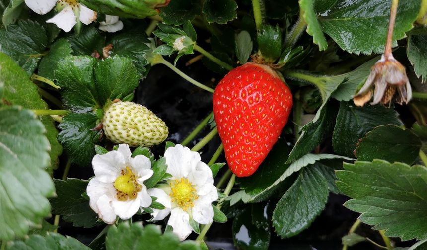Zirveleri karla kaplı olan Erzincan'da kasım ortasında çilek hasadı