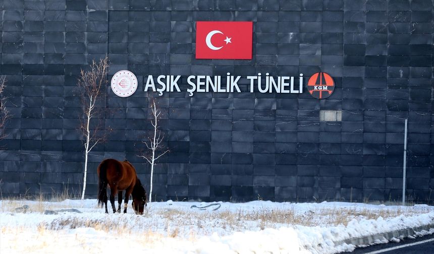 Ardahan'da Aşık Şenlik Tüneli'nde yılkı atları görüntülendi