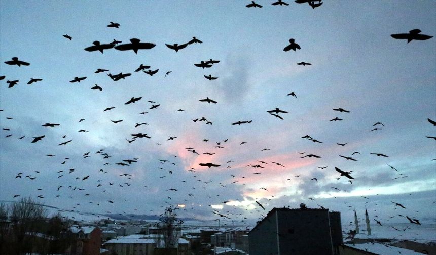 Ardahan'da gün batımında kuşların gökyüzündeki dansı görüntülendi