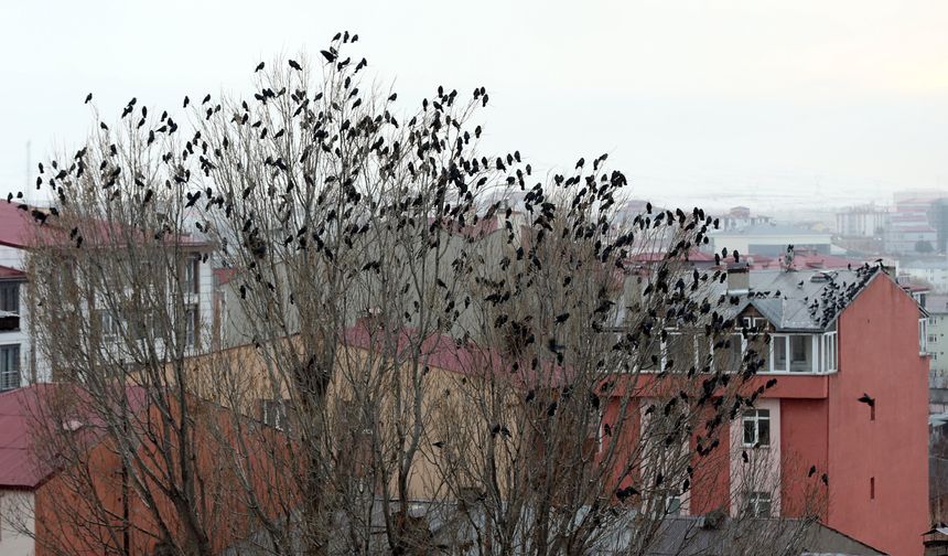 Ardahan'da kuşların gökyüzündeki dansı görüntülendi