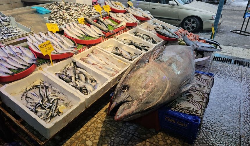 Atlantik Okyanusu'nda tutulan 287 kilogramlık orkinos vatandaşların ilgi odağı oldu