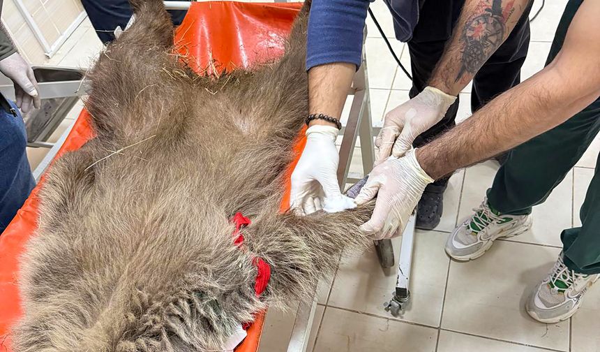 Ayı yavrusu 'Umut'a ateş eden kişinin izi mermi çekirdeğiyle sürülecek