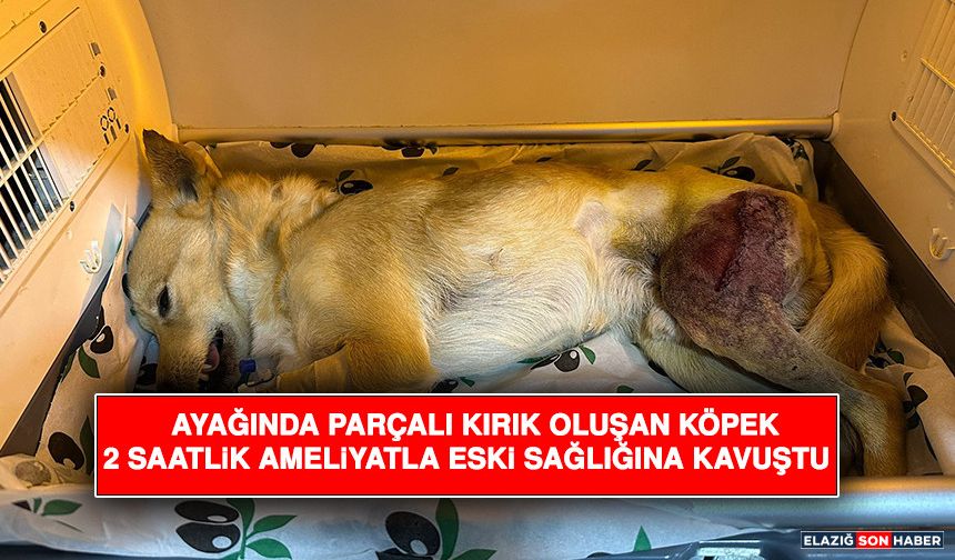 Ayağında Parçalı Kırık Oluşan Köpek 2 Saatlik Ameliyatla Eski Sağlığına Kavuştu
