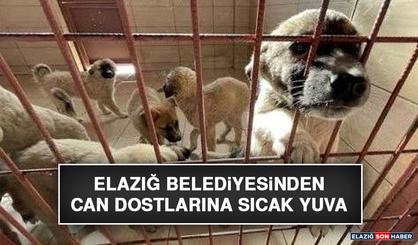 Elazığ Belediyesinden Can Dostlarına Sıcak Yuva