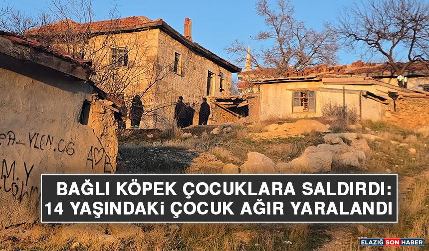 Bağlı Köpek Çocuklara Saldırdı: 14 Yaşındaki Çocuk Ağır Yaralandı