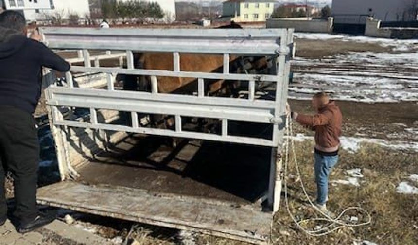 Karlıova'da sahipsiz binek hayvanlar toplatılmaya başlandı