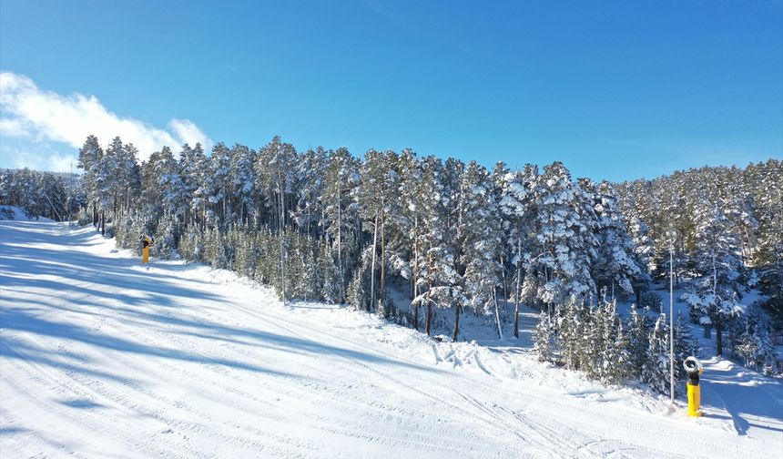 Kars'ta etkili olan kar yağışı sarıçam ormanlarını beyaza bürüdü