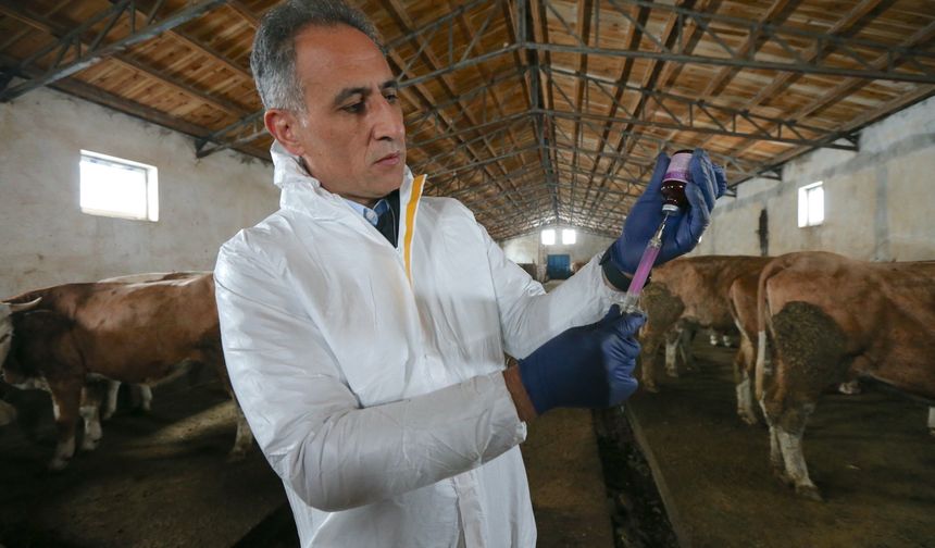 Kars'ta septisemi aşısıyla buzağı kayıplarının önüne geçilmesi hedefleniyor
