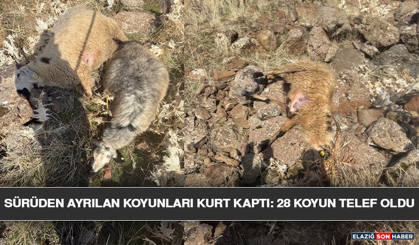 Sürüden Ayrılan Koyunları Kurt Kaptı: 28 Koyun Telef Oldu