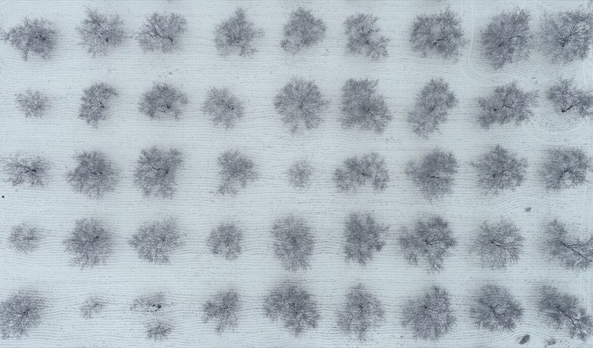 Malatya'da kayısı bahçeleri beyaz örtüyle kaplandı