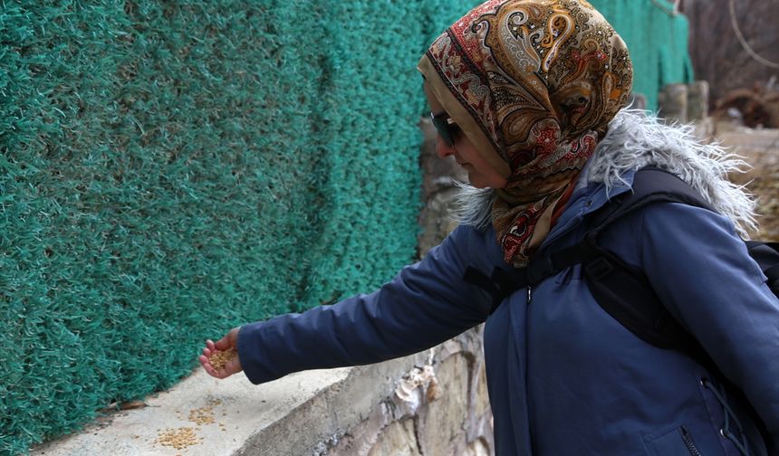 Malatya'da yaban hayvanları için doğaya yem bırakıldı