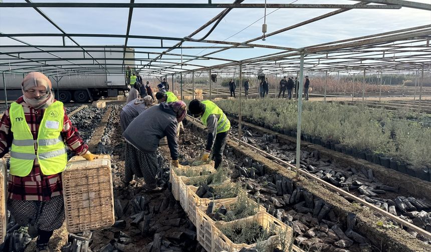 Malatya'dan Türkmenistan'a 50 bin fidan desteği