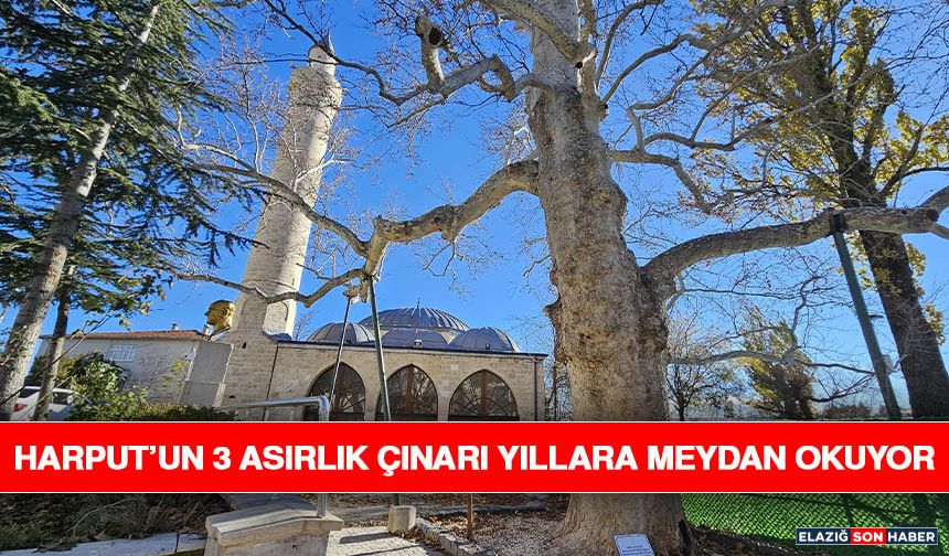 Harput’un 3 Asırlık Çınarı Yıllara Meydan Okuyor