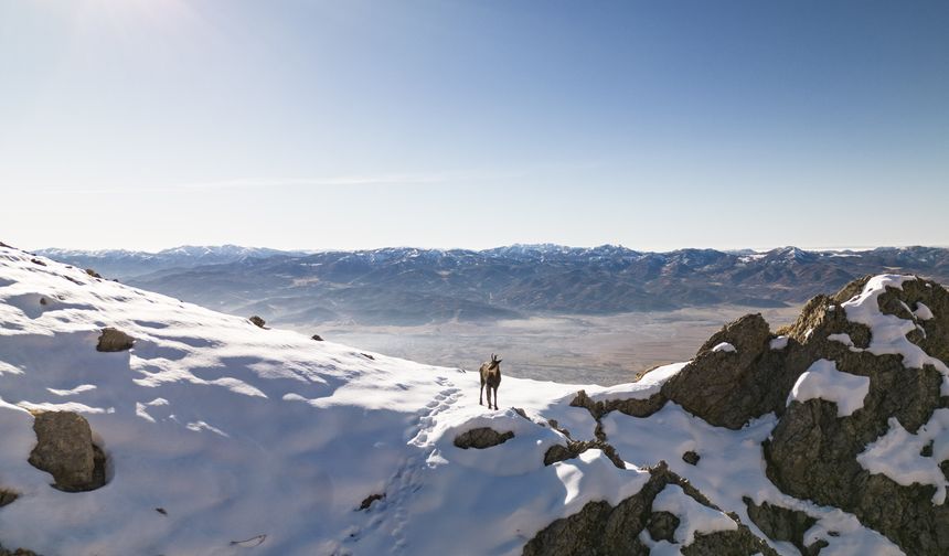 Tunceli doruklarında dağcıları ender görülen çengel boynuzlu dağ keçileri karşılıyor