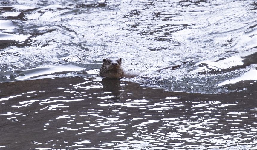 Tunceli'de nesli tehlike altındaki su samuru görüntülendi