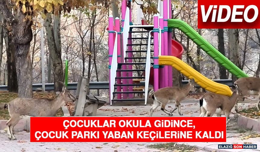 Çocuklar Okula Gidince, Çocuk Parkı Yaban Keçilerine Kaldı