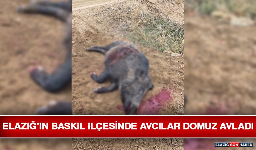 Elazığ’ın Baskil İlçesinde Avcılar Domuz Avladı