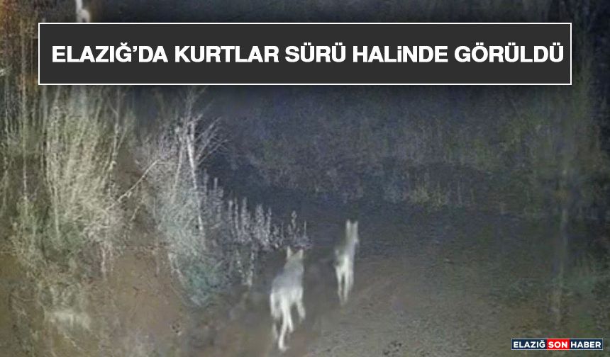 Elazığ’da Kurtlar Sürü Halinde Görüldü
