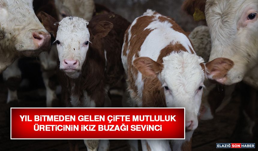 Yıl Bitmeden Gelen Çifte Mutluluk: Üreticinin İkiz Buzağı Sevinci