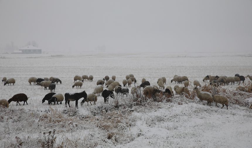 Van'da merada koyun otlatan çobanlar kara yakalandı