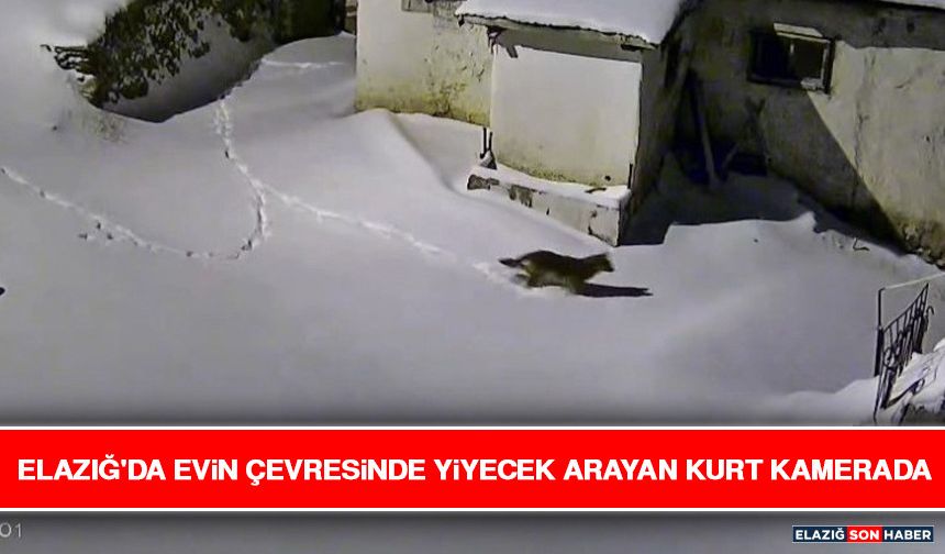 Elazığ'da Evin Çevresinde Yiyecek Arayan Kurt Kamerada