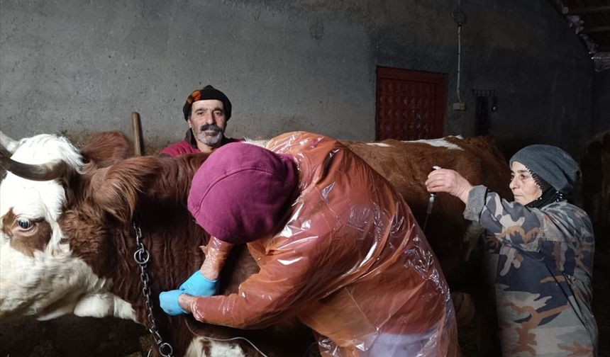 Tunceli'de ekipler yolu kardan kapanan köydeki hasta inek için seferber oldu