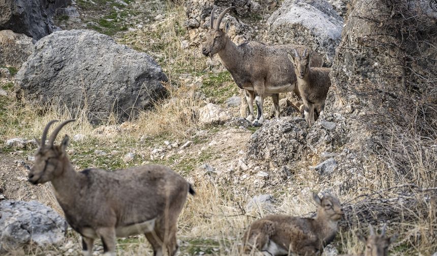 Tunceli'de zirvelerden inen yaban keçileri Çemişgezek ilçesinde güvenle yaşıyor