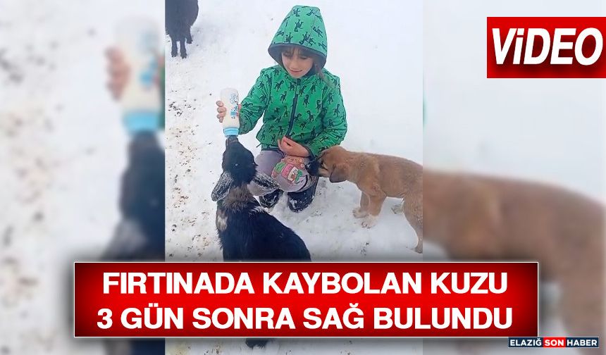 Fırtınada Kaybolan Kuzu 3 Gün Sonra Sağ Bulundu