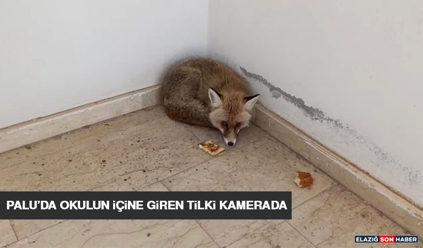 Palu’da Okulun İçine Giren Tilki Kamerada