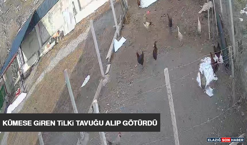 Kümese Giren Tilki Tavuğu Alıp Götürdü