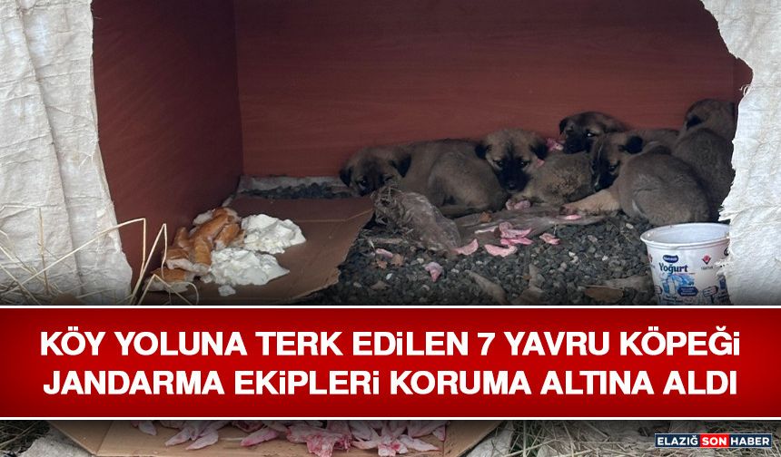 Köy Yoluna Terk Edilen 7 Yavru Köpeği Jandarma Ekipleri Koruma Altına Aldı