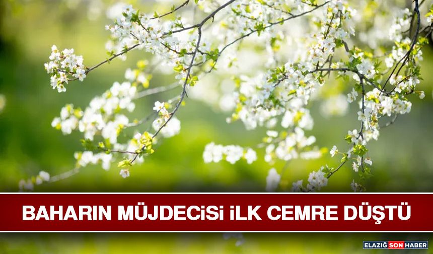 Baharın Müjdecisi İlk Cemre Düştü