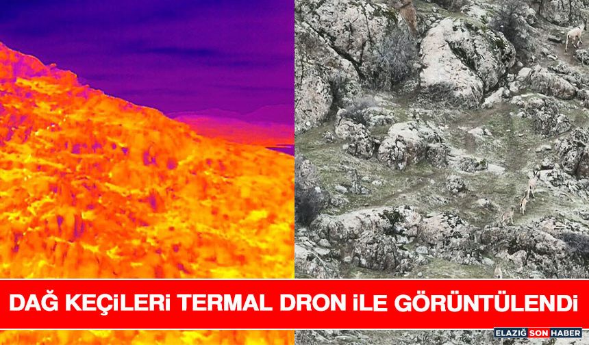 Dağ Keçileri Termal Dron İle Görüntülendi