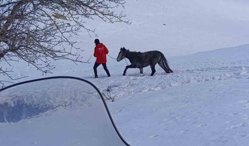 Kurtların saldırısına uğrayan ve dağda mahsur kalan at kurtarıldı